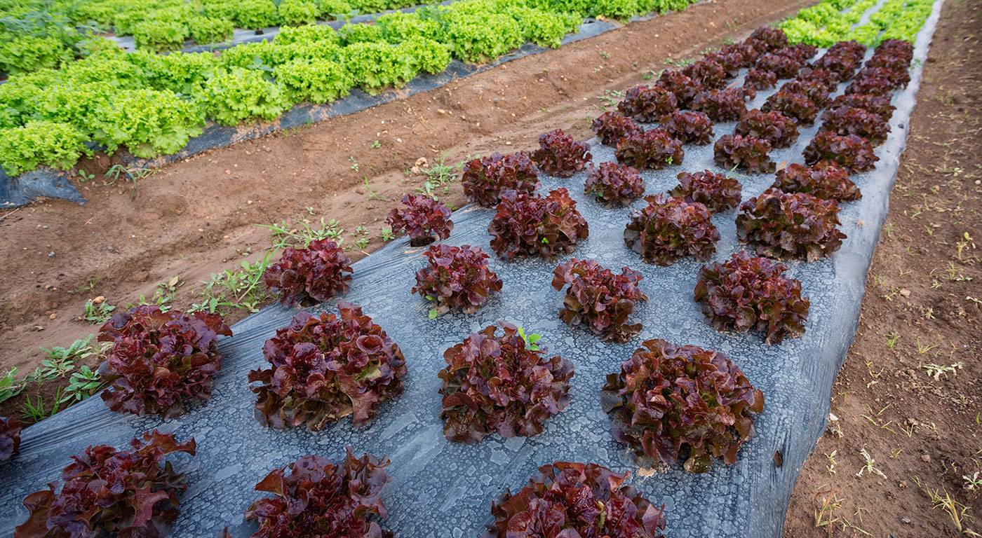 BIOPLASTICO|acolchado plastico agricultura|FVSgdqWWUAIUP1-